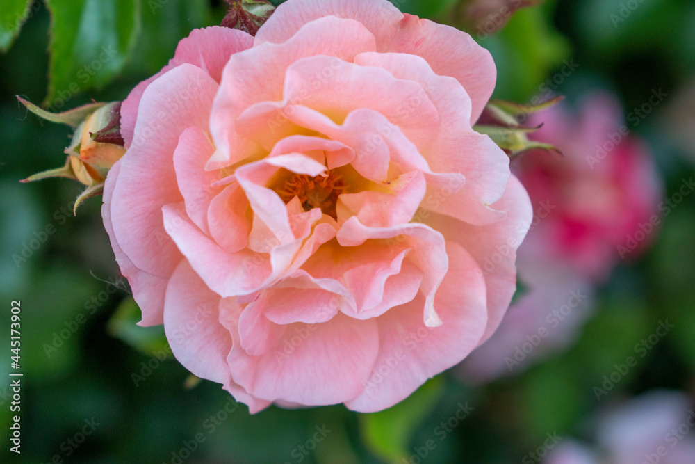 pink rose in the garden