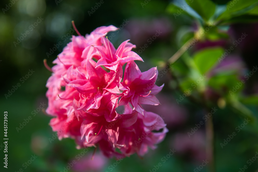 Pink rhododendron flowers in evening light, Cirava, Latvia. 