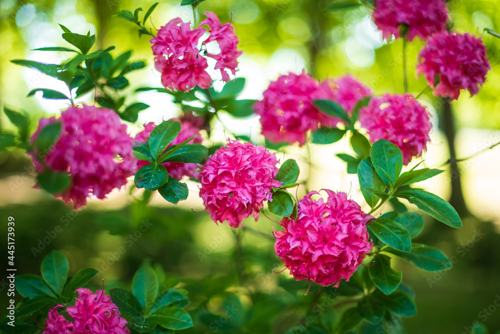 Pink rhododendron flowers in evening light, Cirava, Latvia. Pink rhododendron flowers in evening light, Cirava, Latvia.