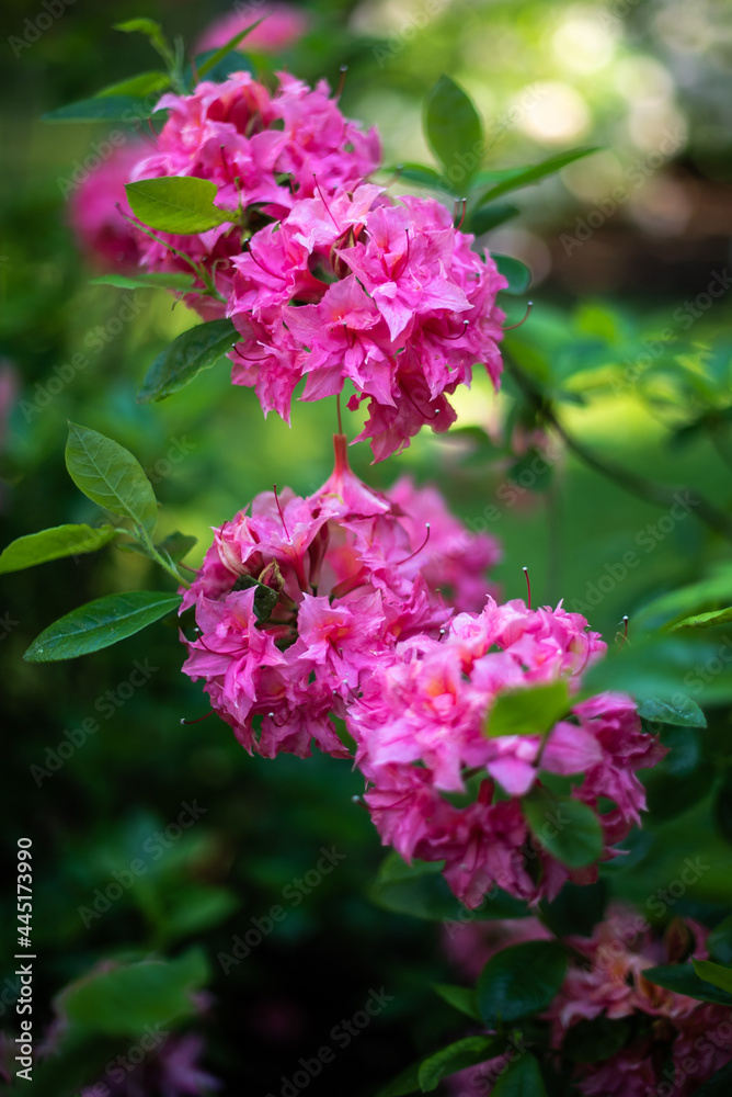 Pink rhododendron flowers in evening light, Cirava, Latvia. 