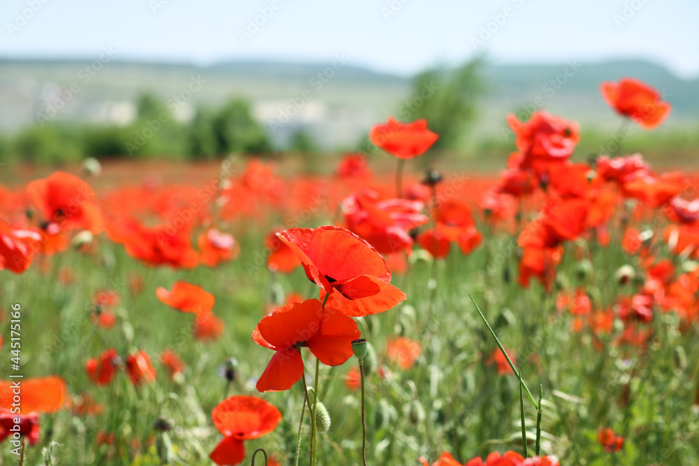 Poppy field. Scarlet flowers in the meadow. Large buds of red poppies. Poppy field. Scarlet flowers in the meadow. Large buds of red poppies.