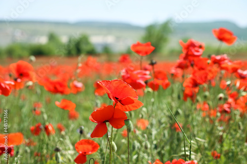 Poppy field. Scarlet flowers in the meadow. Large buds of red poppies.