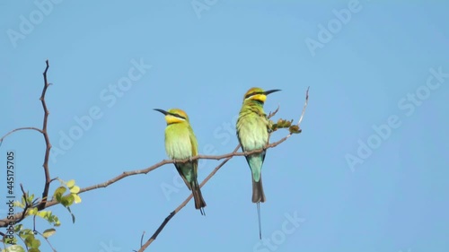 two rainbow bee-eaters on a perch at marlgu billabong of parry lagoons nature reserve in the kimberley region of western australia photo