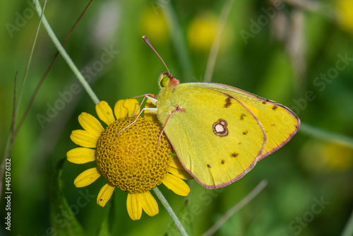 Pieridae / Sarı Azamet / / Colias crocea © Yasin