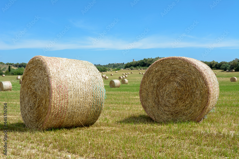 Stacks of straw - bales of hay, rolled into stacks left after harvesting of wheat ears, agricultural farm field with gathered crops rural. Balearic Islands, Majorca, Spain