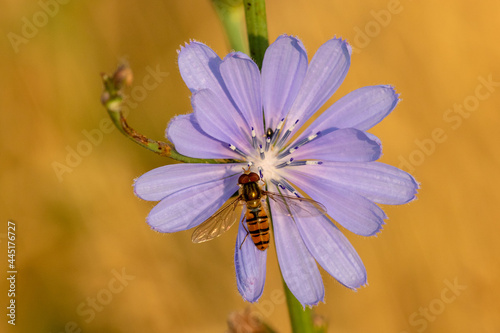 Obraz na płótnie Hoverfly close up w salonie