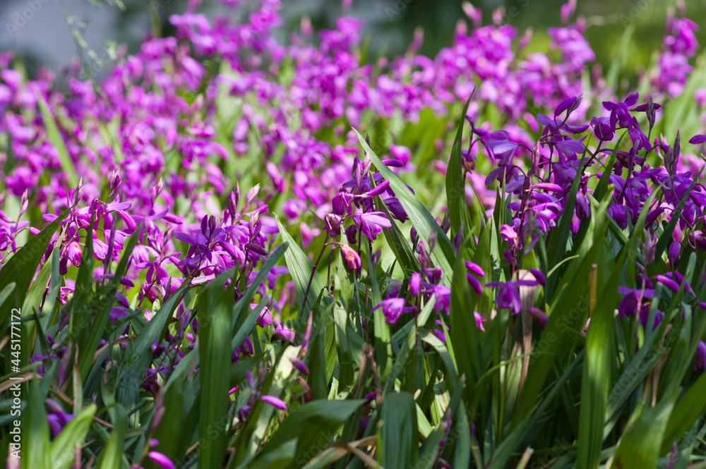 The name of these flowers is The name of these flowers is