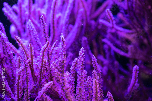 Fototapeta Naklejka Na Ścianę i Meble -  Pretty nice anemones in sea coral reef aquarium macro nature 