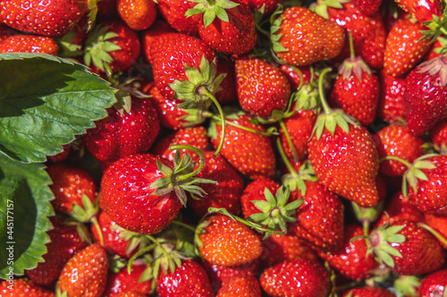 Strawberry with sunny light. Fresh organic berries macro. Fruit background