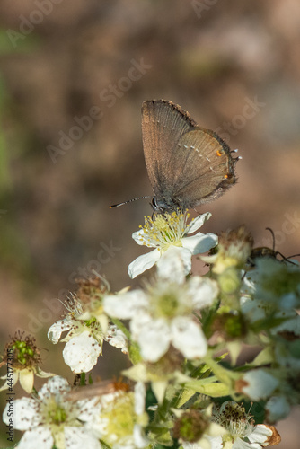 Lycaenidae / Büyük Sevbeni / / Satyrium ilicis photo