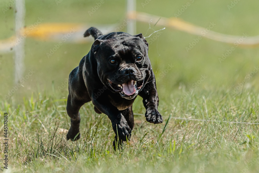 Staffordshire Bull Terrier dog running in the field on competition