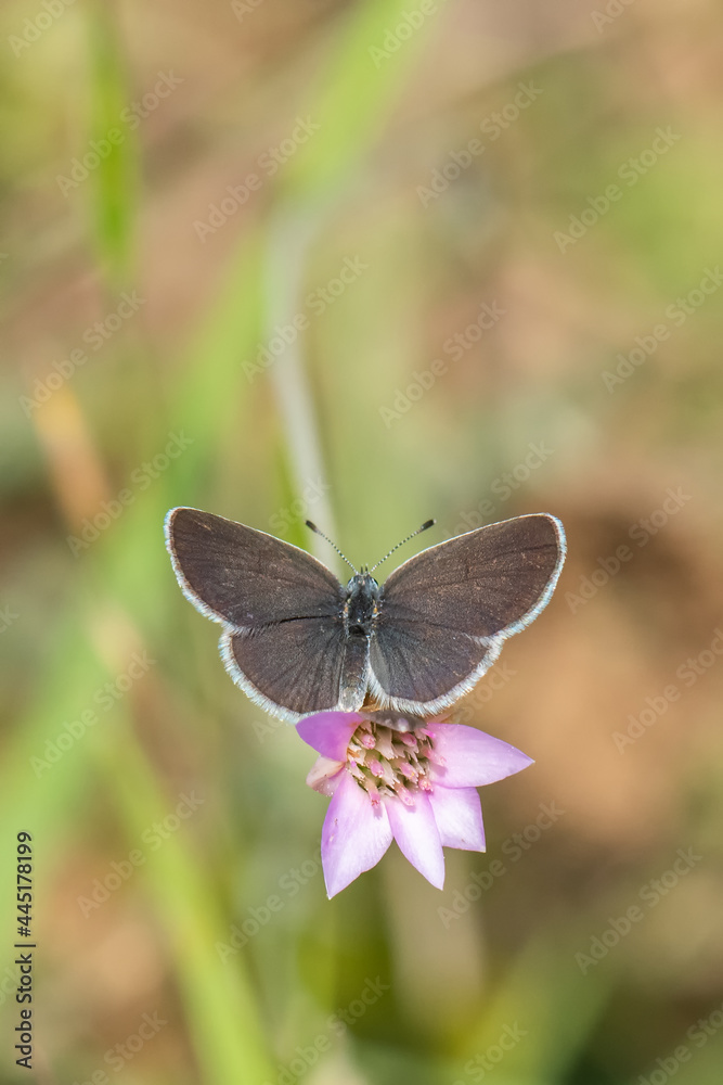 ZYGOPTERA - Kız Böceği