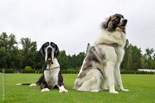 Canvas Print Two big dogs with a great dane and a Pyrenean Mountain dog