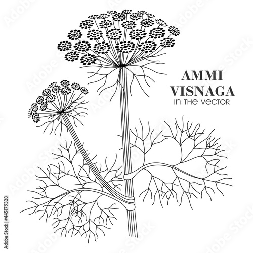 MEDICINAL PLANT AMMI VISNAGA ON A WHITE BACKGROUND IN VECTOR photo
