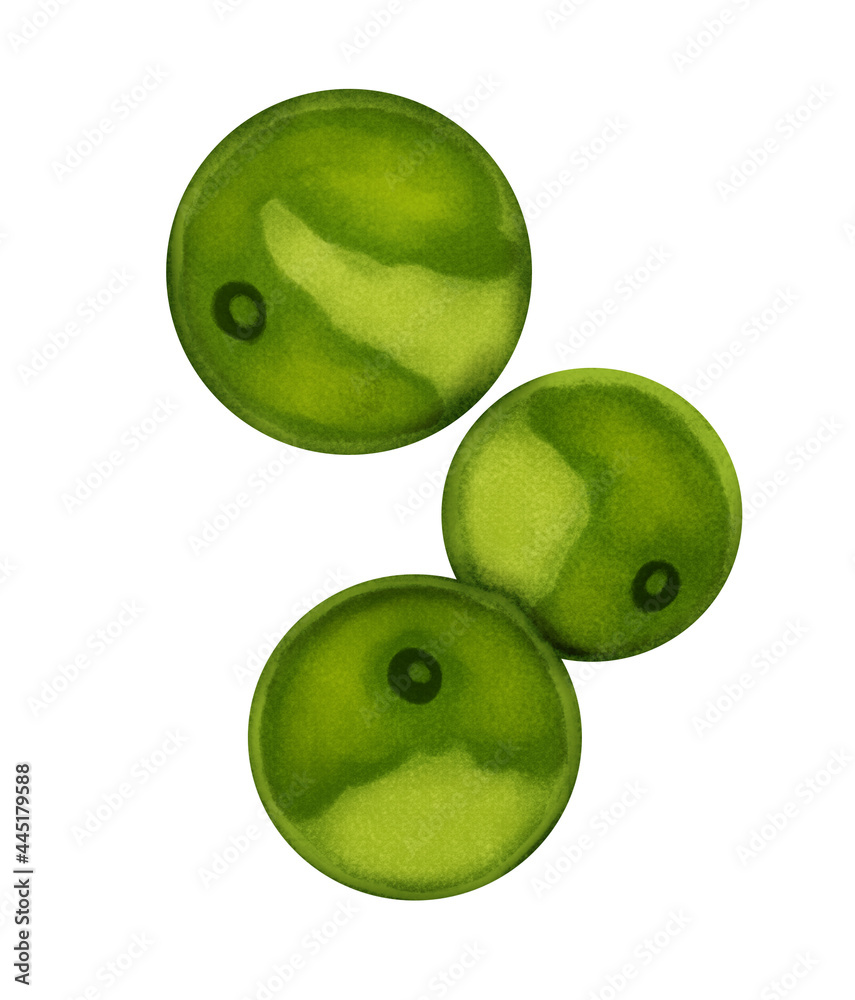 Chlorella vulgaris green plant microscopic Иллюстрация Stock | Adobe Stock