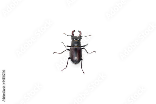 stag beetle on white background with shadow