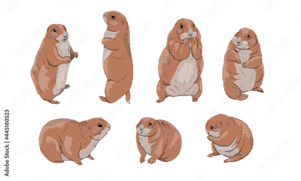 Fototapeta premium A set of Prairie Dogs Cynomys gunnisoni in different poses. Wild rodents of North America. Realistic vector animals