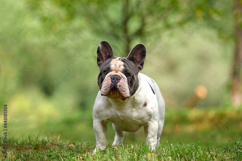 Portrait of a white french bulldog puppy with black spots pensively standing against a background of green grass, copy space.