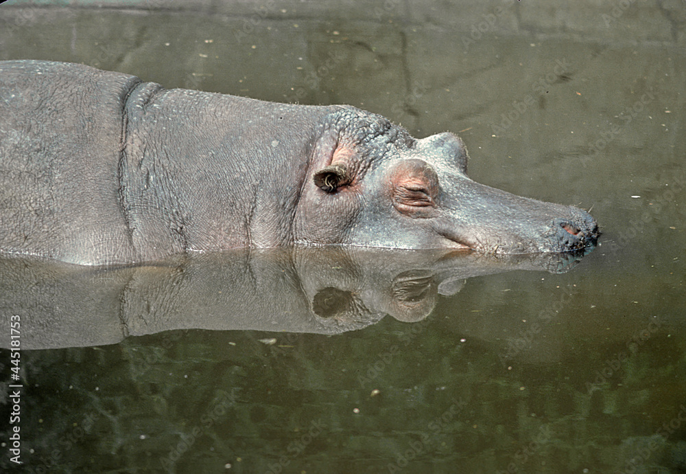 Fototapeta premium Hippopotamus amphibius