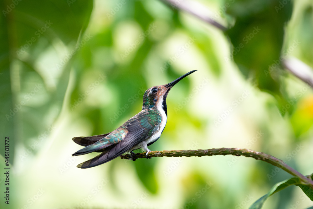 Fototapeta premium A juvenile female Black-throated Mango hummingbird (Anthracothorax nigricollis) resting on a perch with sunlight coming through the leaves. Tropical bird in garden.