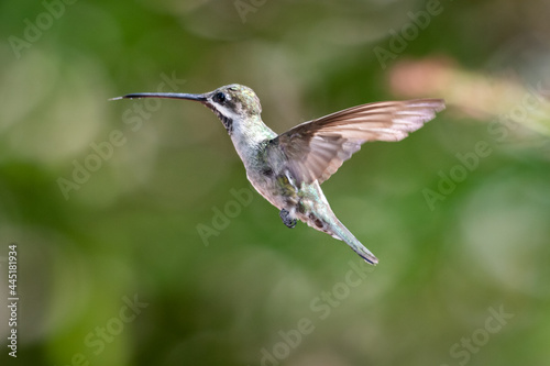 A Long-billed Starthroat hummingbird (Heliomaster longirostris) hovering in the sunlight with a bokeh background. Bird in flight. Tropical bird in nature.