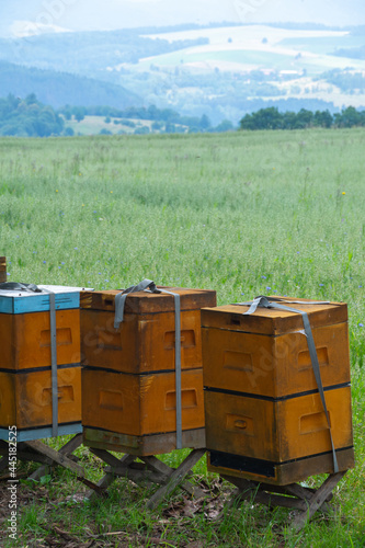 Beekeeping farm in the forest -  Buckwheat honey © Marcin
