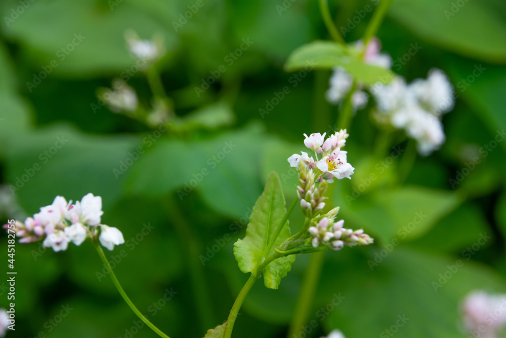 blooming buckwheat in the mountain meadow blooming buckwheat in the mountain meadow