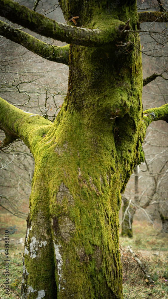 Arboles en la verde primavera