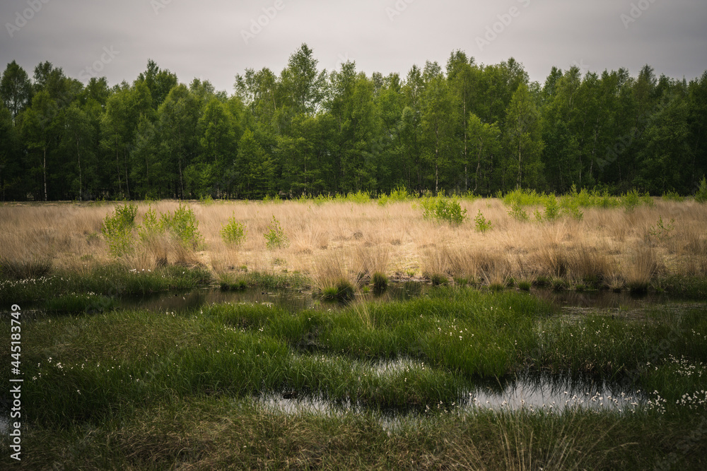 Moor Moor