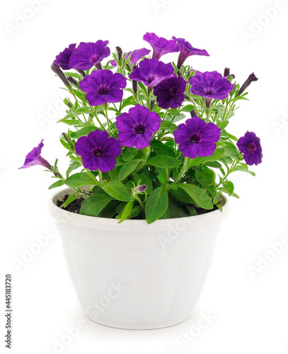 Bouquet of flowers sulfinia in a pot.