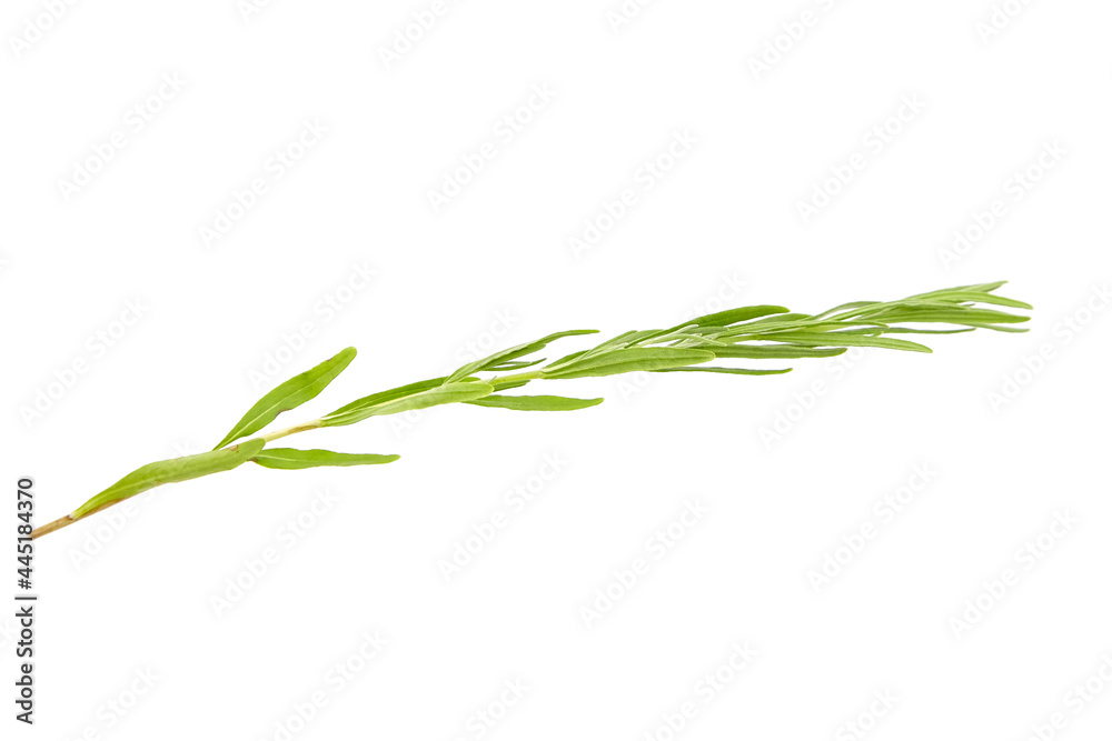 Fototapeta premium Lavender herb plant with green leaves isolated on white background