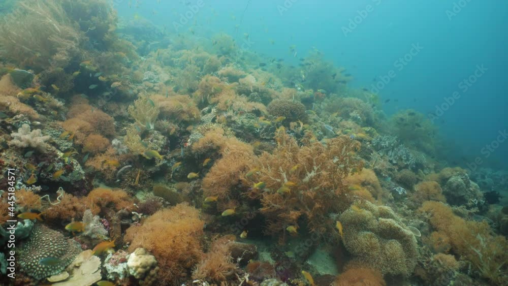 Tropical fishes and coral reef underwater. Hard and soft corals, underwater landscape. Travel vacation concept Tropical fishes and coral reef underwater. Hard and soft corals, underwater landscape. Travel vacation concept