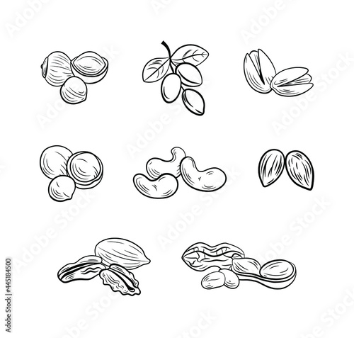 Vector set of outline nut drawings, illustration templates, icons isolated on white background.
