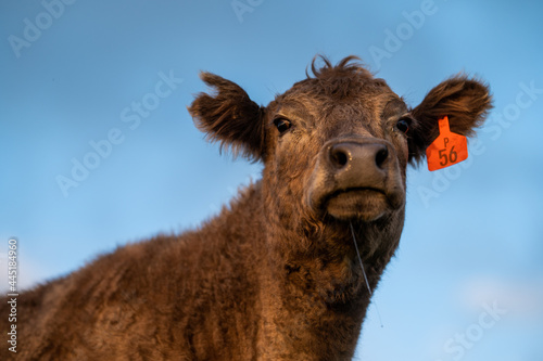 Close up of Angus and Murray Grey Cows , in golden light. photo