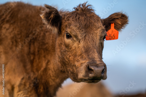 Close up of Angus and Murray Grey Cows , in golden light. photo