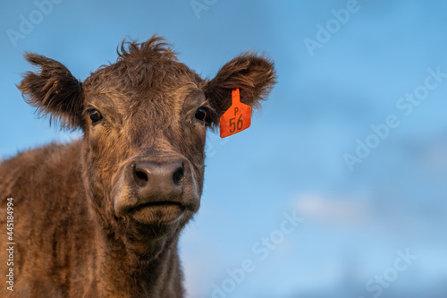 Close up of Angus and Murray Grey Cows , in golden light. photo