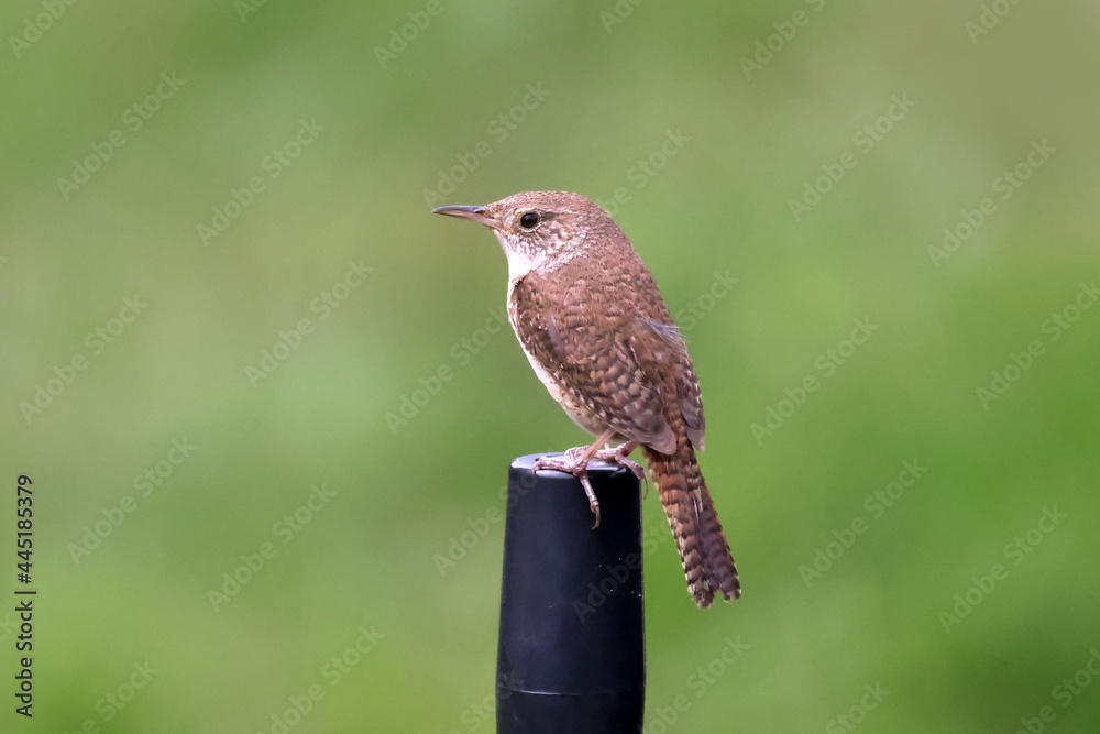 House Wren on trailer crank on overcast summer day perching and calling House Wren on trailer crank on overcast summer day perching and calling