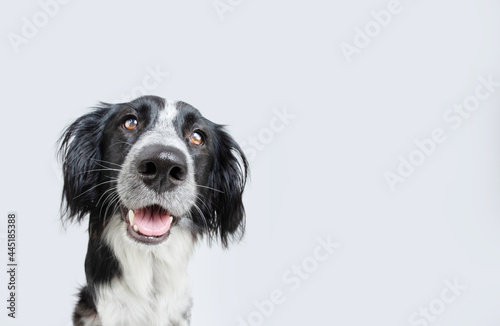 Portrait happy smiling puppy dog isolated on gray background © Sandra