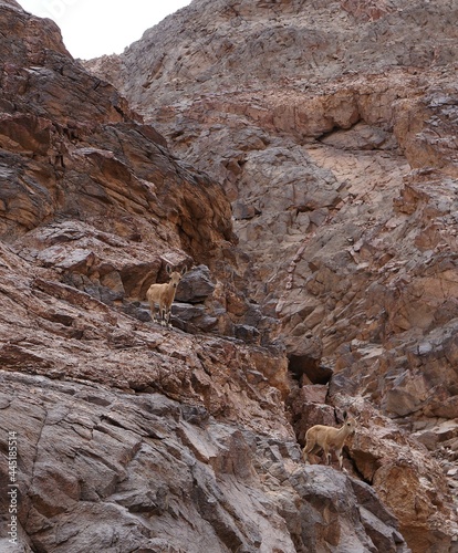 Nubian Ibex in Nahal Tzfahot near Eilat, South Israel