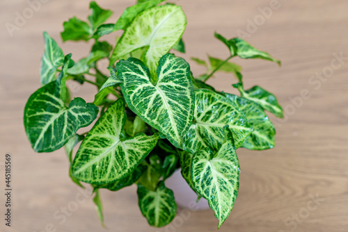 Syngonium podophyllum, Common names: arrowhead plant, arrowhead vine, arrowhead philodendron, goosefoot, African evergreen, and American evergreen,  white butterfly photo