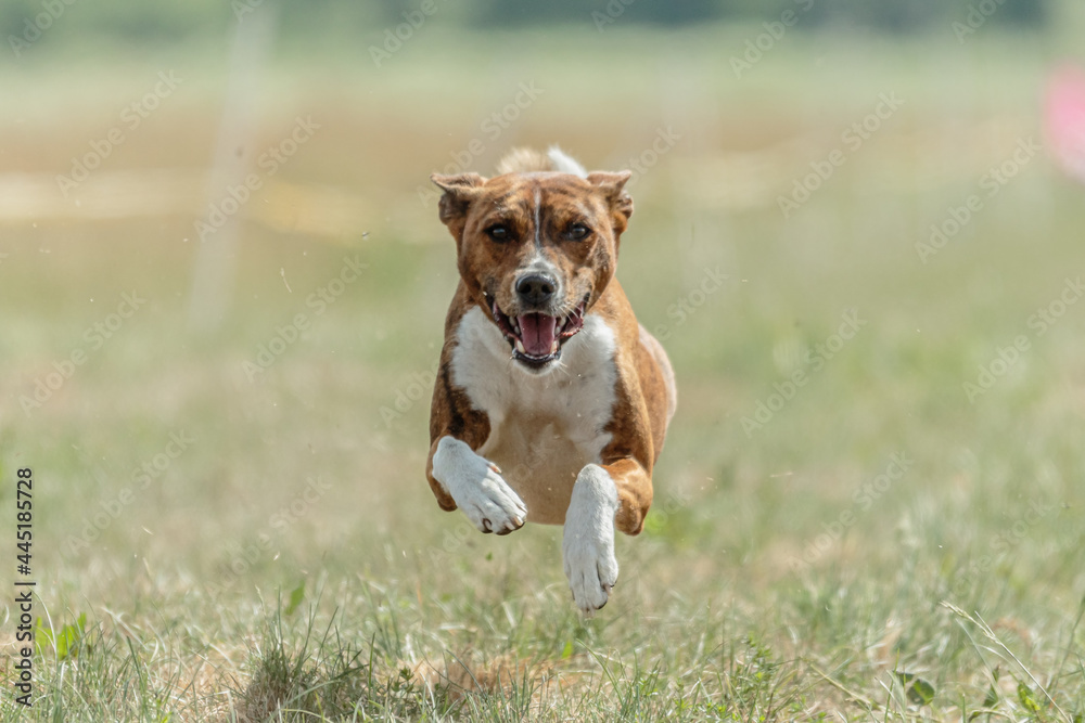 Basenji flying moment while running front