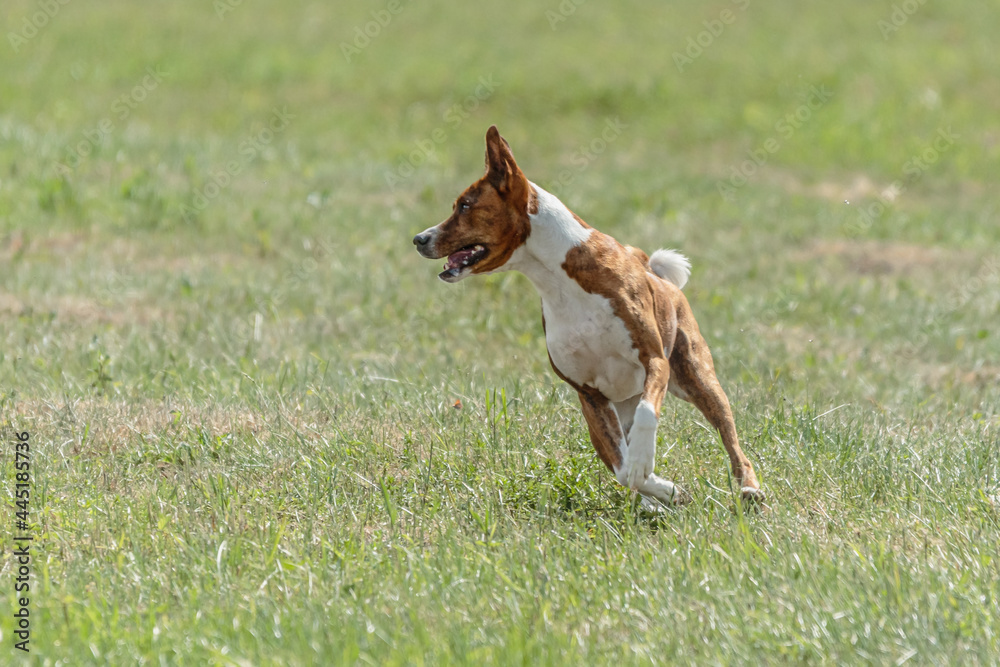 Basenji dog training coursing runs across the field Basenji dog training coursing runs across the field