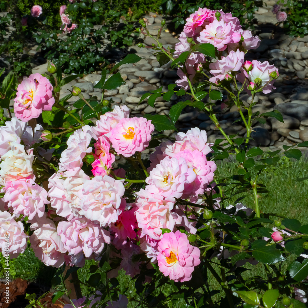 image of beautiful flowers in the park close-up