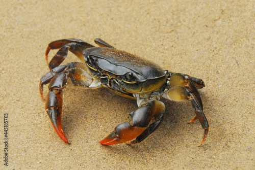 CRAB- Extreme Close Up of a Beautifully Colorful Crab on a South African Beach