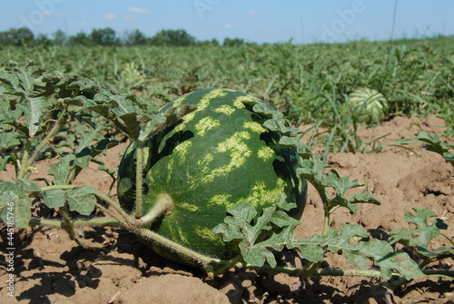 In the foreground there is a large ripe striped watermelon against the backdrop of farm field with others watermelons.