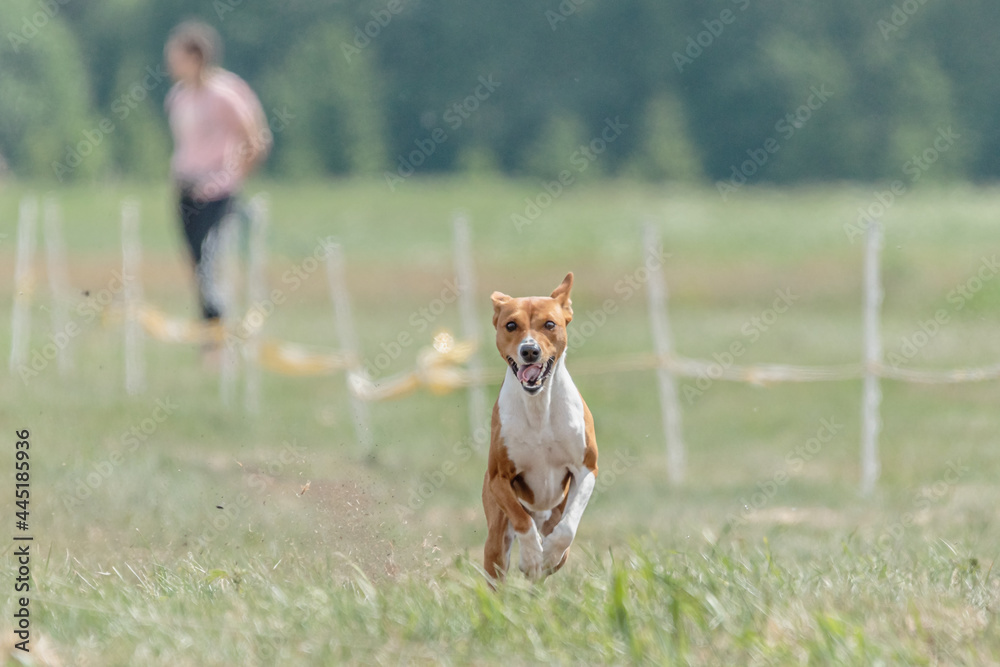Basenji dog training coursing runs across the field
