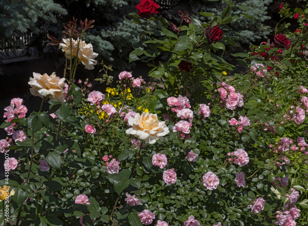 image of beautiful flowers in the park close-up