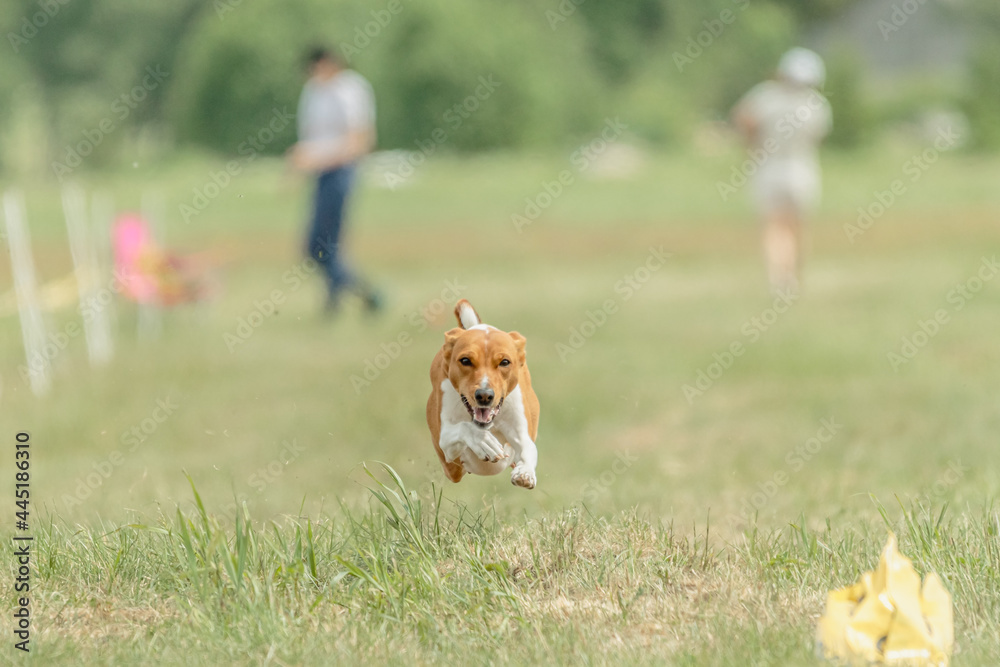 Basenji dog running lure coursing competition on field