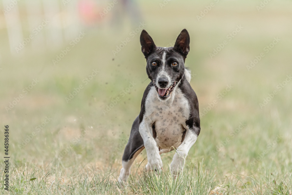 Basenji dog running lure coursing competition on field Basenji dog running lure coursing competition on field