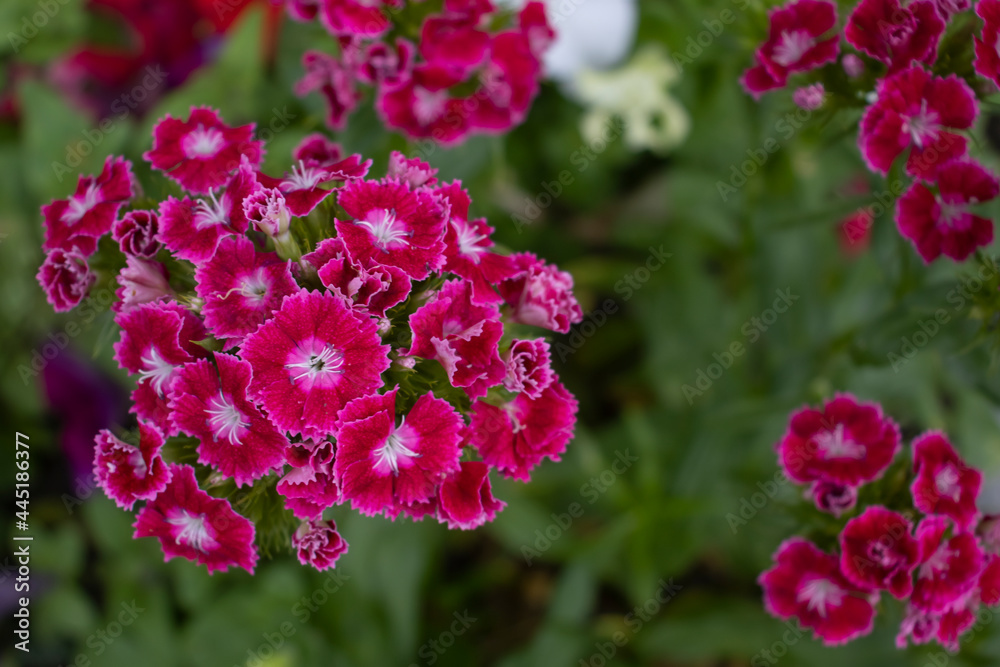 image of beautiful flowers in the park close-up image of beautiful flowers in the park close-up